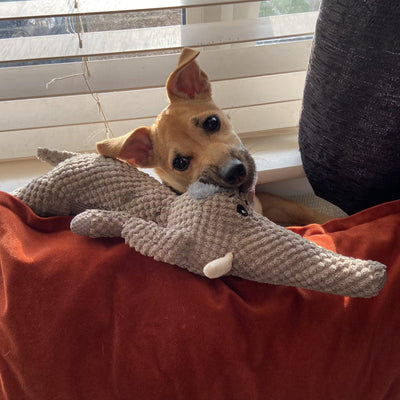 Plush Dog Toy – Chew and Cuddle Toy for All Breeds 4